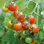 Tomato Losetto - Vegetable of the Year 2011