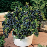 Best fruit for a container - Blueberry Top Hat