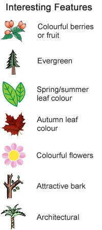 Interesting Features - Evergreen, Spring leaf colour, autumn leaf colour, colourful flowers, colourful berries or fruit, attractive bark, architectural