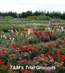 Putting plants to the test at Thompson & Morgan's trial grounds