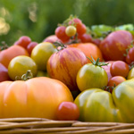 What to sow, when to sow and where to sow it - Vegetable Seed Sowing Guide