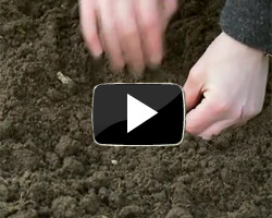 How to Grow Bareroot Plants Video