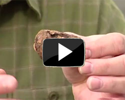 How to Plant Begonia Tubers Video