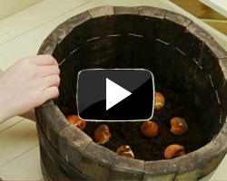 How to Grow Bulbs Video