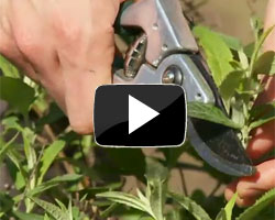 How to prune Buddleja Buzz&trade; Video