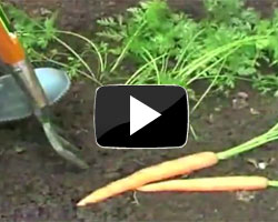 How to Grow Carrots Video