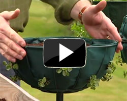 How to Plant Up a Flower Ball Video