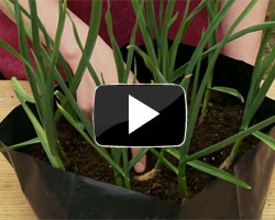 How to grow garlic in containers video