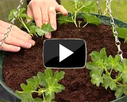 How to Plant Up an Eezee&trade; Hanging Basket Video