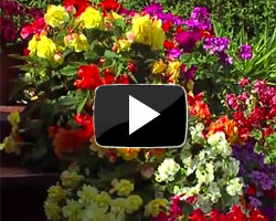 How to Plant Up a Patio Bag Video