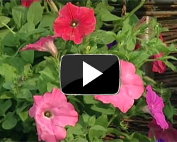 How to Feed Petunia Plants Video