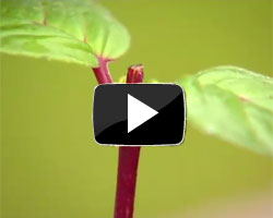 How to Pinch Out Plant Tips Video