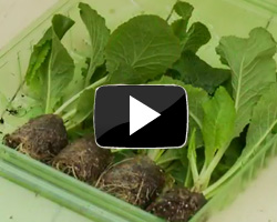 How to Grow Plug Plants Video