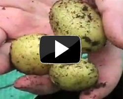 How to Grow Potatoes Video