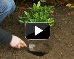 How to Grow Potted Plants Video