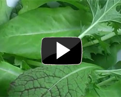 How to Grow Salad Leaves Video