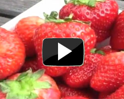 How to Plant up Strawberry Plants Video