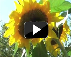 How to Grow Sunflowers Video