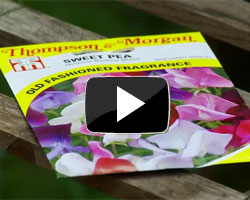 How to sow and grow sweet peas video