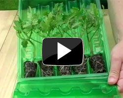 How to Grow Tomatoes from Plug Plants Video