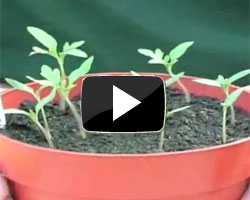 How to sow tomato seeds video