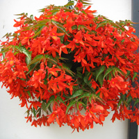 Andrew's Trial Ground Favourite - Begonia Inferno