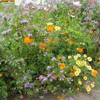 Holly's Trial Ground Favourite - Wildflower Mix