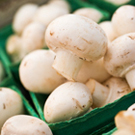 White Cap Mushroom Growing Kit - Only £7.99