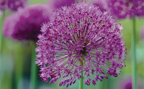 Allium 'Purple Sensation'