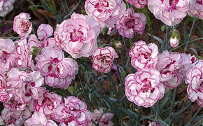 Dianthus 'Perfumed Pinks' Collection