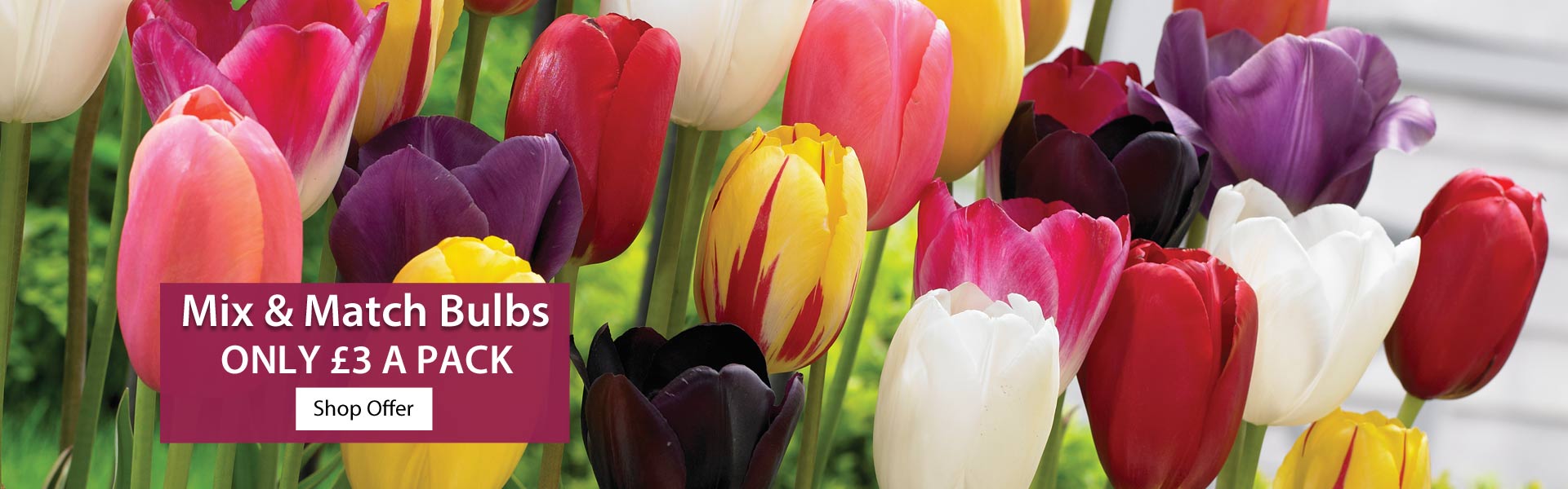 Mix & Match Bulbs