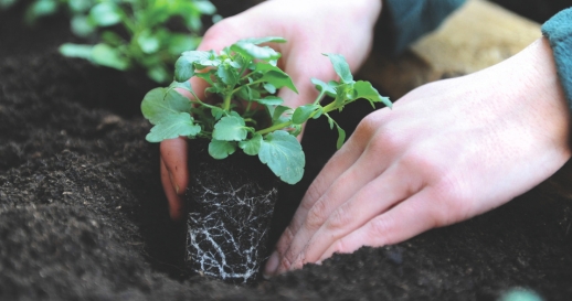 Our Plant sizes explained