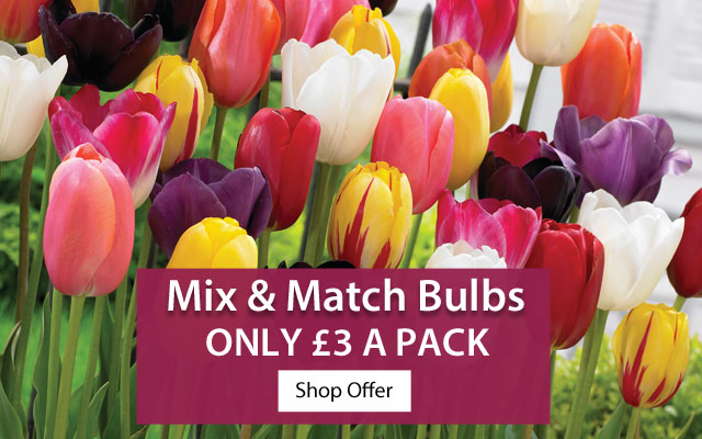 Mix & Match Bulbs
