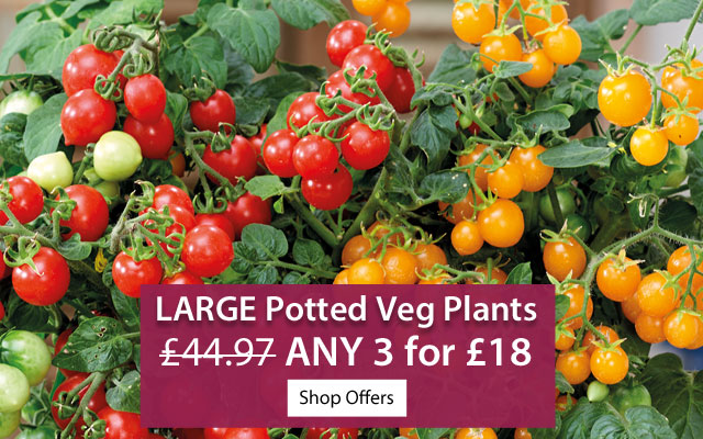 Veg Mix & Match