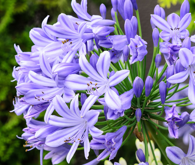 Drought Tolerant Plants