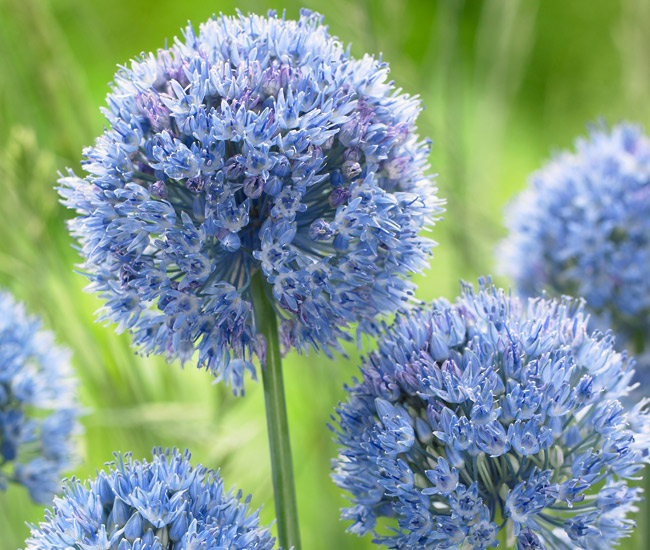 Spring Flowering Bulbs