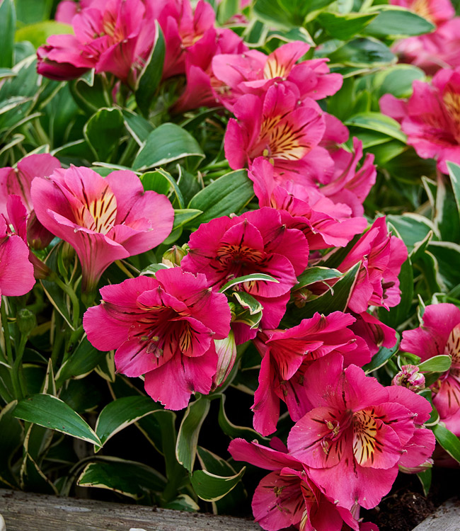 Alstroemeria 'River Valley'