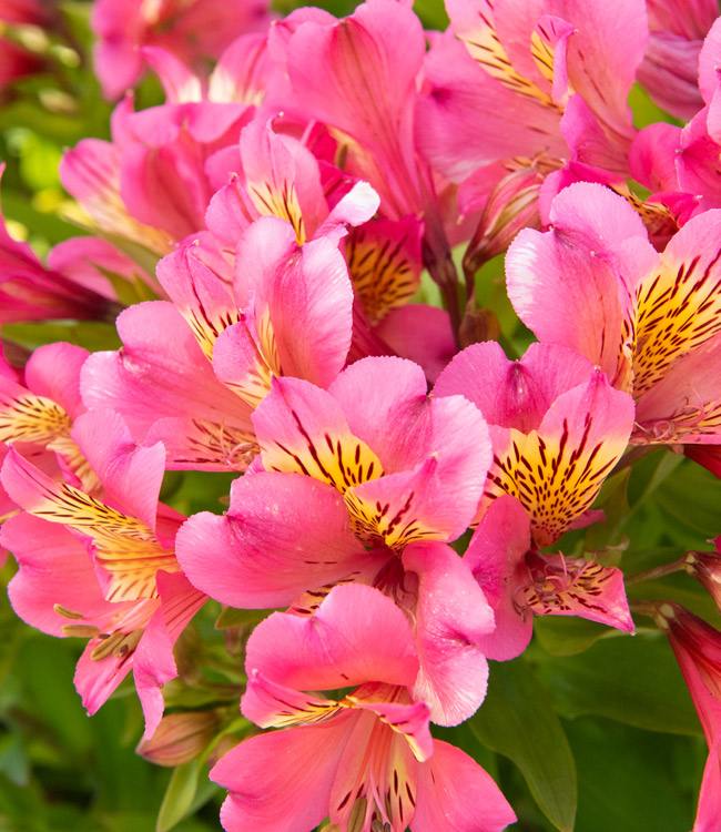 Alstroemeria 'Summer Rose'