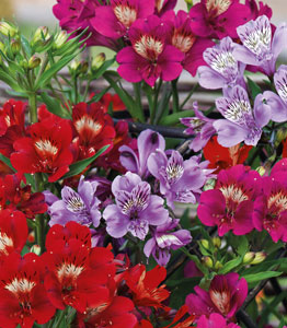 Alstroemeria 'Tree Everest Mix'</br>FROM £24.99