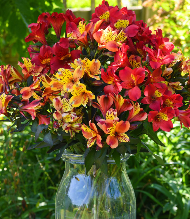Alstroemeria 'Summer Trio'