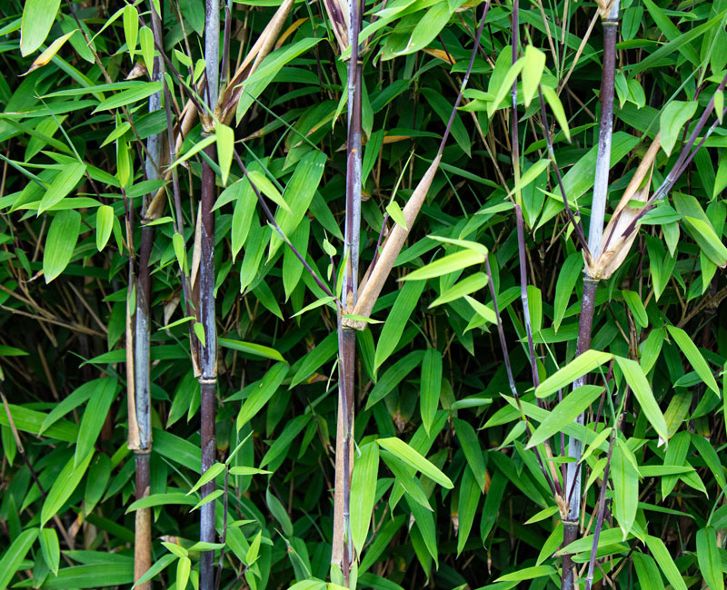 Bamboo 'Black Dragon' from £11.99