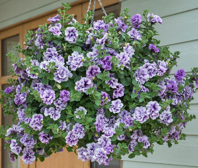 Pre-Planted Hanging Baskets