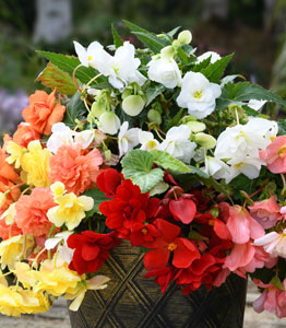 Begonia 'Sun Dancer Mixed'</br>FROM £11.99