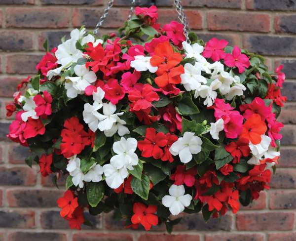 Busy Lizzie 'Vitara Mixed' Pre-Planted Basket