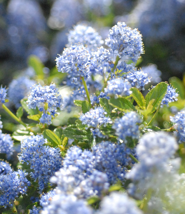 Ceanothus var. repens