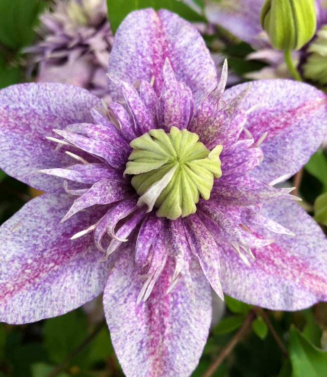 Clematis 'Minamo-no-Yousei'