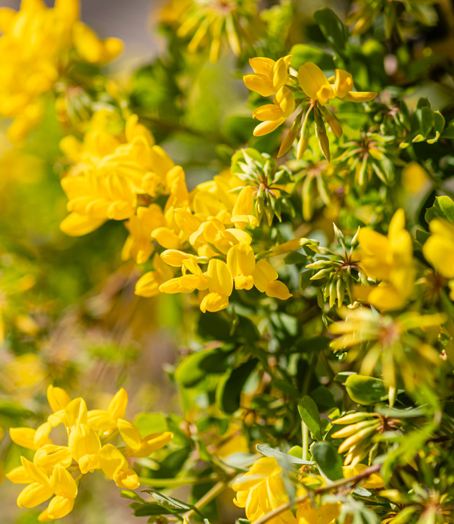 Coronilla 'Citrina'