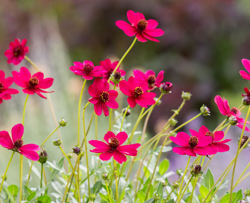 Cosmos 'Cherry Chocolate'