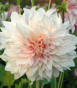 Dahlia 'Cafe Au Lait'</br>FROM £14.99