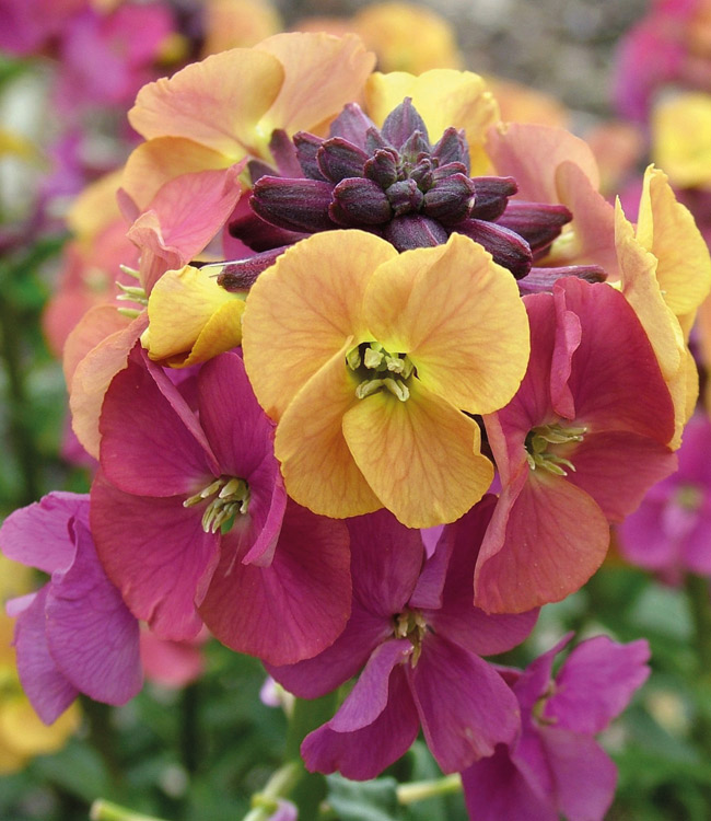 Erysimum 'Artist Paintbox'